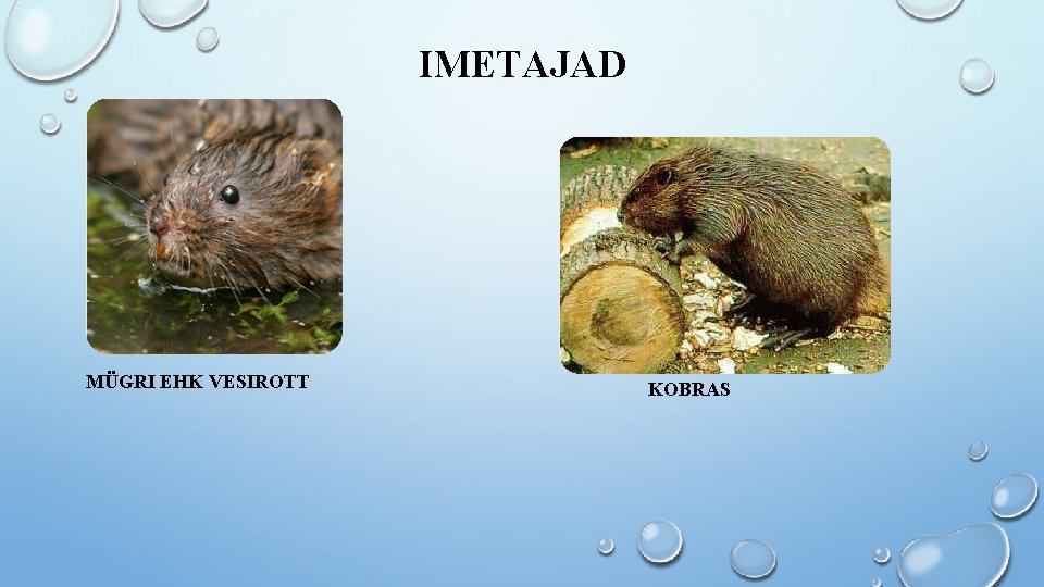 IMETAJAD MÜGRI EHK VESIROTT KOBRAS 