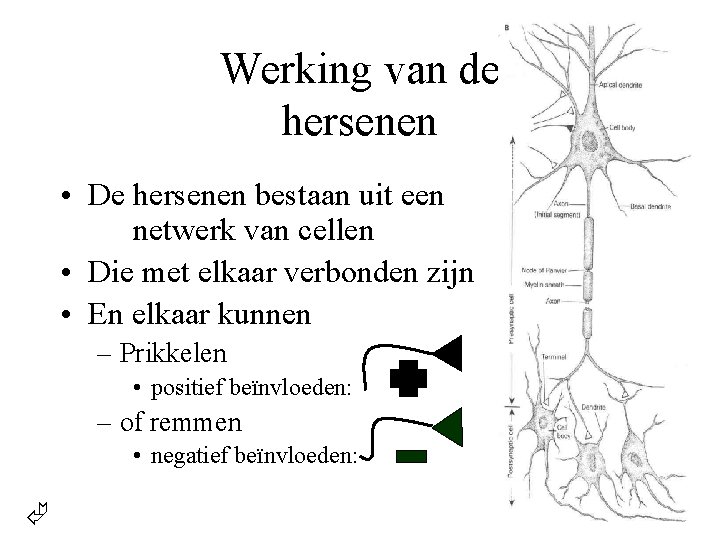 Werking van de hersenen • De hersenen bestaan uit een netwerk van cellen •