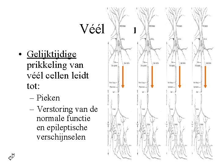 Véél cellen • Gelijktijdige prikkeling van véél cellen leidt tot: – Pieken – Verstoring