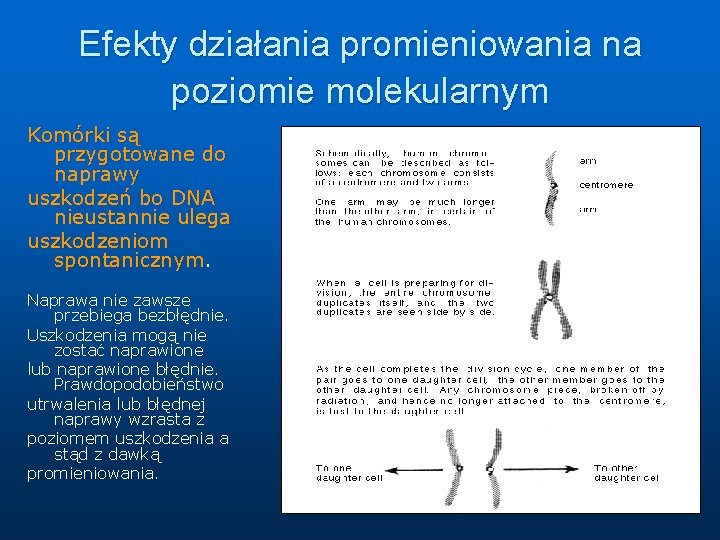 Efekty działania promieniowania na poziomie molekularnym Komórki są przygotowane do naprawy uszkodzeń bo DNA