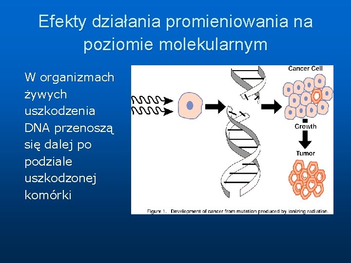 Efekty działania promieniowania na poziomie molekularnym W organizmach żywych uszkodzenia DNA przenoszą się dalej