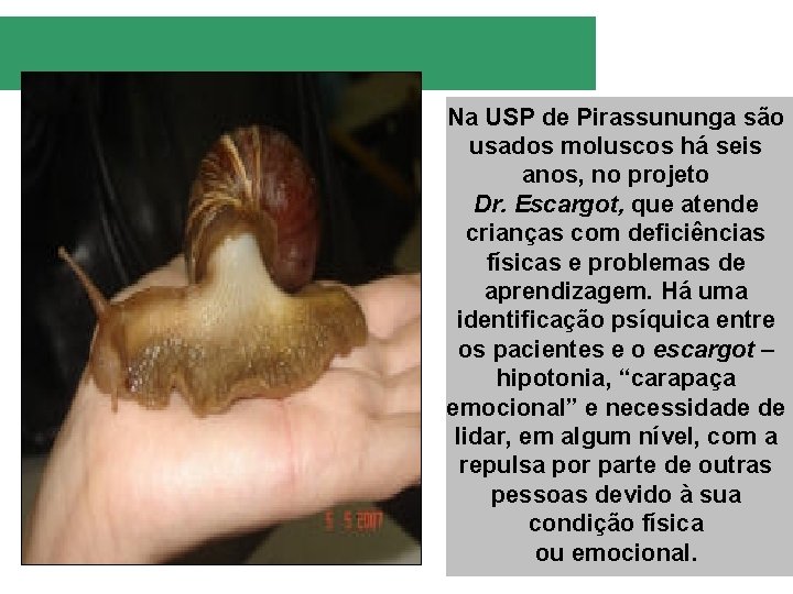 Na USP de Pirassununga são usados moluscos há seis anos, no projeto Dr. Escargot,