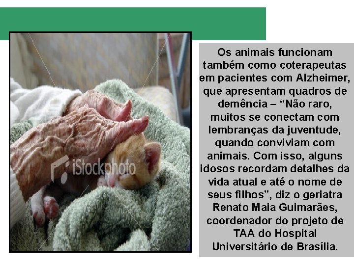 Os animais funcionam também como coterapeutas em pacientes com Alzheimer, que apresentam quadros de