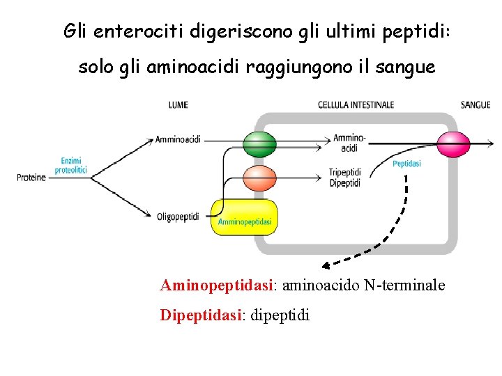Gli enterociti digeriscono gli ultimi peptidi: solo gli aminoacidi raggiungono il sangue Aminopeptidasi: aminoacido