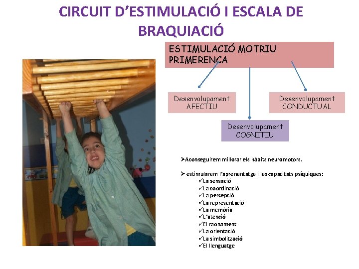 CIRCUIT D’ESTIMULACIÓ I ESCALA DE BRAQUIACIÓ ESTIMULACIÓ MOTRIU PRIMERENCA Desenvolupament AFECTIU Desenvolupament CONDUCTUAL Desenvolupament