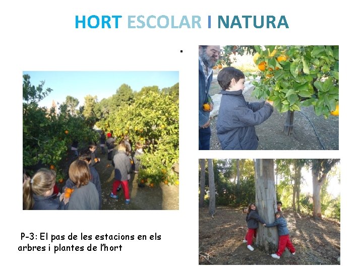 HORT ESCOLAR I NATURA. P-3: El pas de les estacions en els arbres i