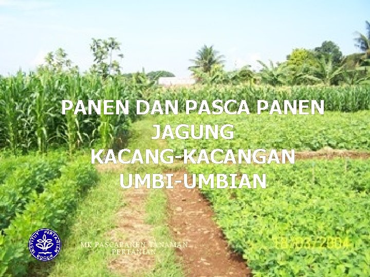 PANEN DAN PASCA PANEN JAGUNG KACANG-KACANGAN UMBI-UMBIAN MK PASCAPANEN TANAMAN PERTANIAN 