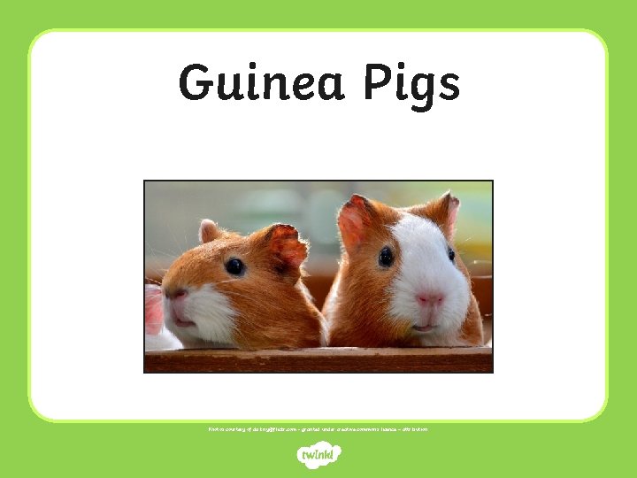 Guinea Pigs Photos courtesy of dakiny@flickr. com - granted under creative commons licence –