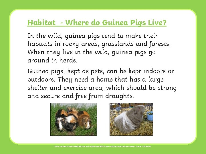 Habitat - Where do Guinea Pigs Live? In the wild, guinea pigs tend to