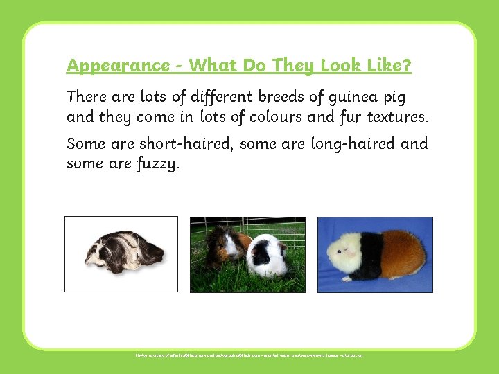 Appearance - What Do They Look Like? There are lots of different breeds of