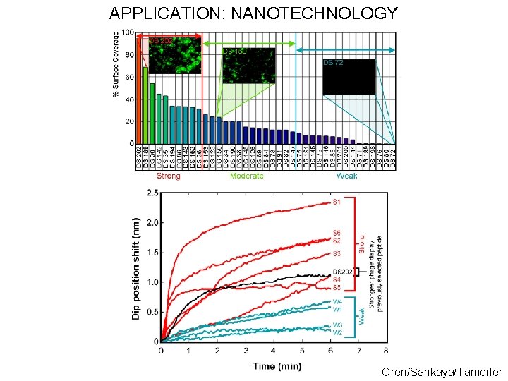 APPLICATION: NANOTECHNOLOGY Oren/Sarikaya/Tamerler 