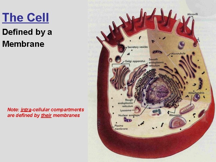 The Cell Defined by a Membrane Note: intra-cellular compartments are defined by their membranes