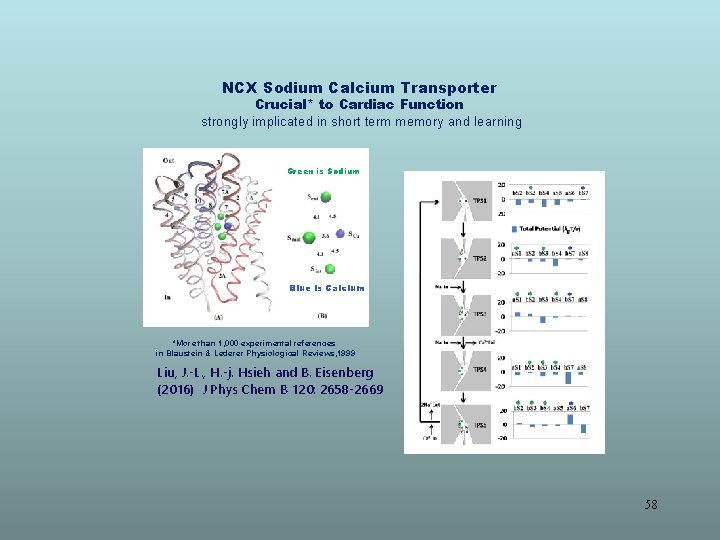 NCX Sodium Calcium Transporter Crucial* to Cardiac Function strongly implicated in short term memory