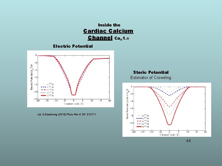 Inside the Cardiac Calcium Channel Ca. V 1. n Electric Potential Steric Potential Estimator