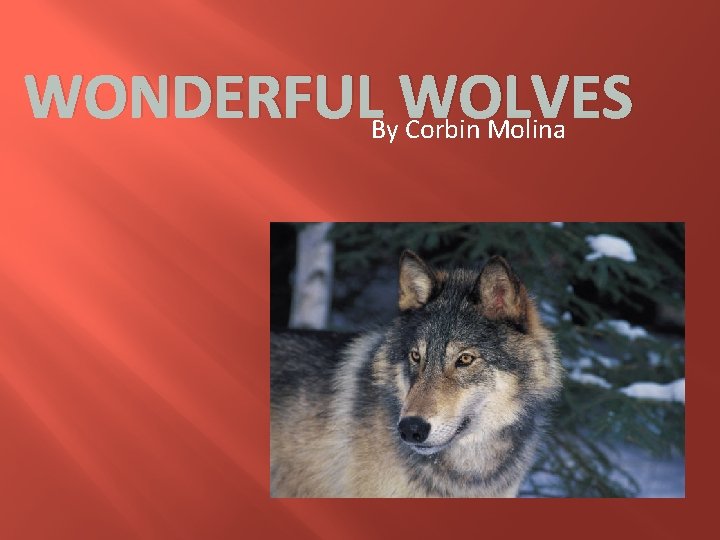 WONDERFULBy WOLVES Corbin Molina 
