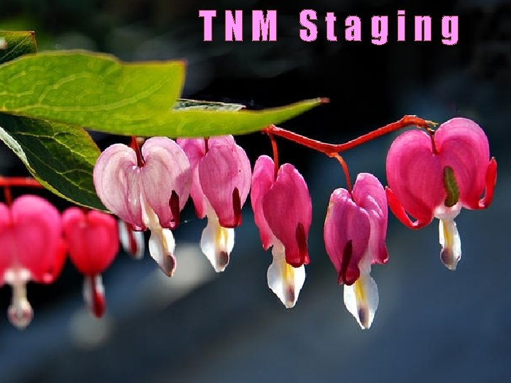 TNM Staging 