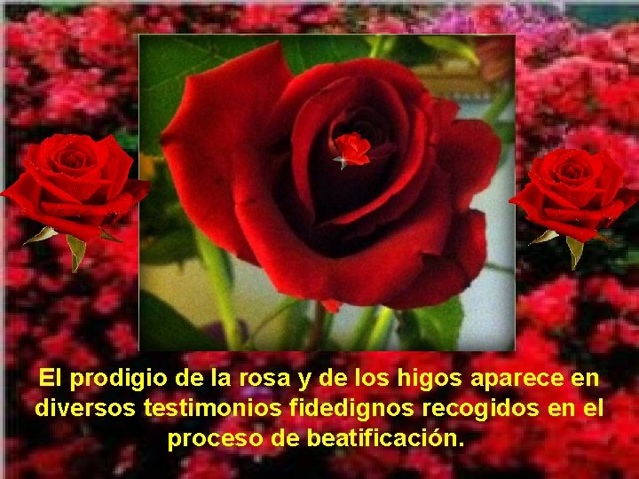 El prodigio de la rosa y de los higos aparece en diversos testimonios fidedignos