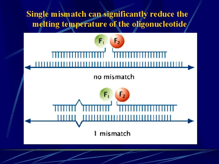 Single mismatch can significantly reduce the melting temperature of the oligonucleotide 