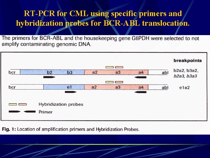 RT-PCR for CML using specific primers and hybridization probes for BCR-ABL translocation. 