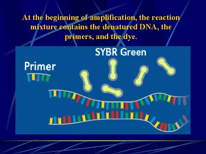 At the beginning of amplification, the reaction mixture contains the denatured DNA, the primers,