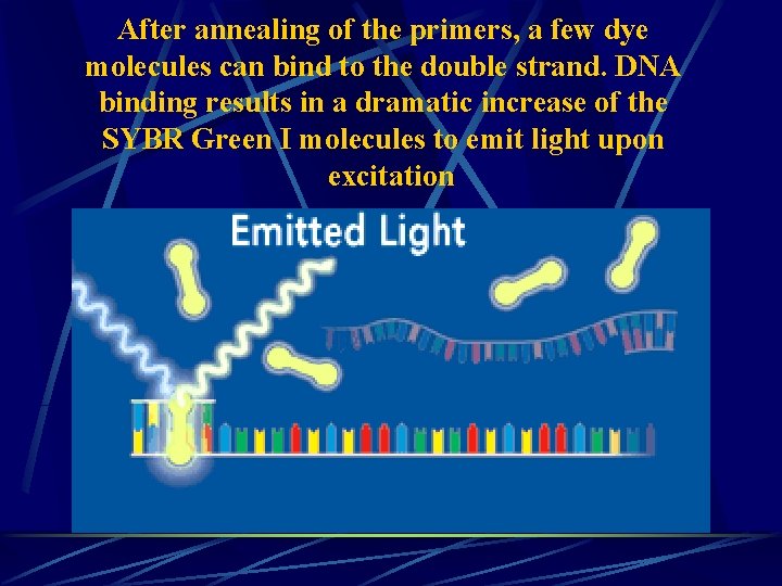 After annealing of the primers, a few dye molecules can bind to the double
