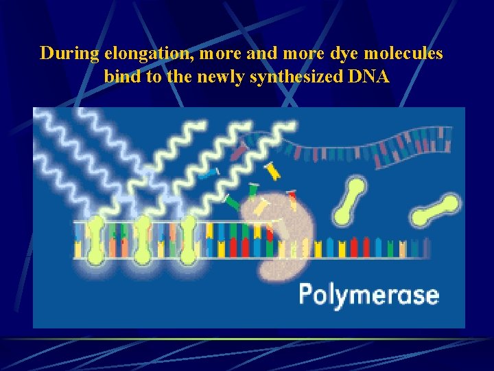 During elongation, more and more dye molecules bind to the newly synthesized DNA 