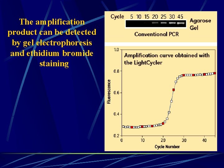 The amplification product can be detected by gel electrophoresis and ethidium bromide staining 
