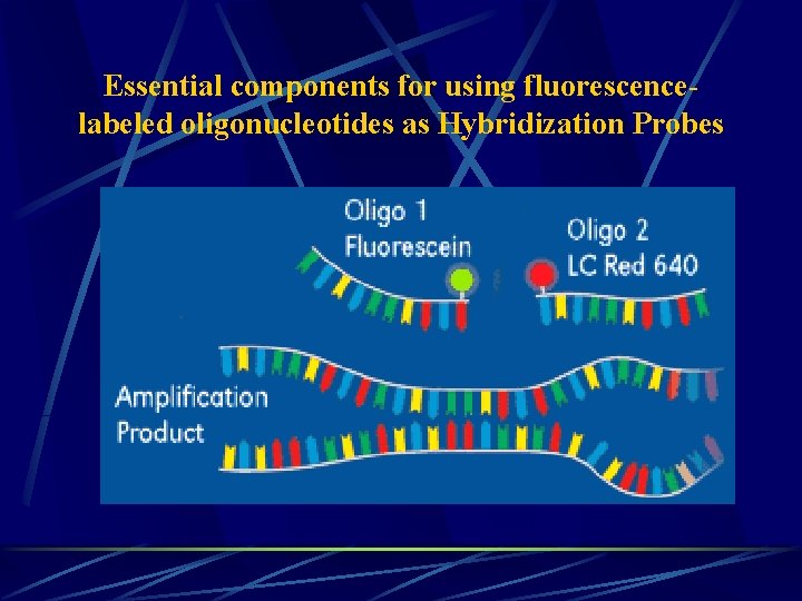 Essential components for using fluorescencelabeled oligonucleotides as Hybridization Probes 