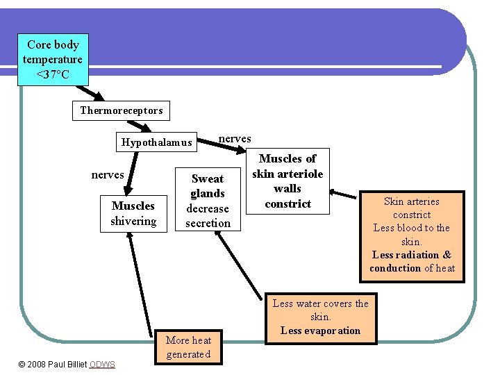 Core body temperature <37°C Thermoreceptors Hypothalamus nerves Muscles shivering Sweat glands decrease secretion More