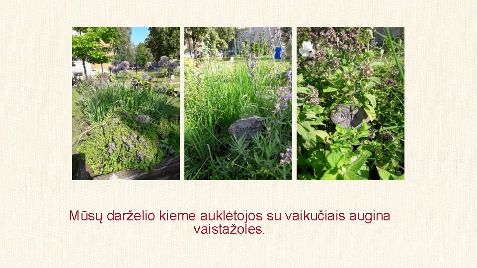 Mūsų darželio kieme auklėtojos su vaikučiais augina vaistažoles. 