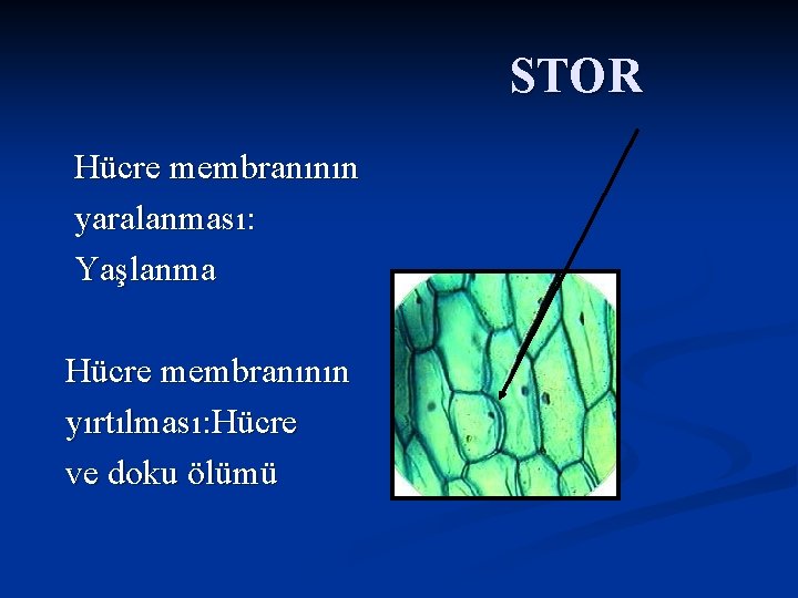 STOR Hücre membranının yaralanması: Yaşlanma Hücre membranının yırtılması: Hücre ve doku ölümü 