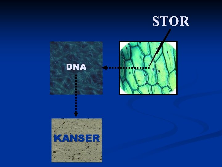 STOR DNA KANSER 