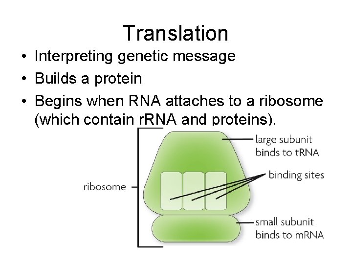 Translation • Interpreting genetic message • Builds a protein • Begins when RNA attaches