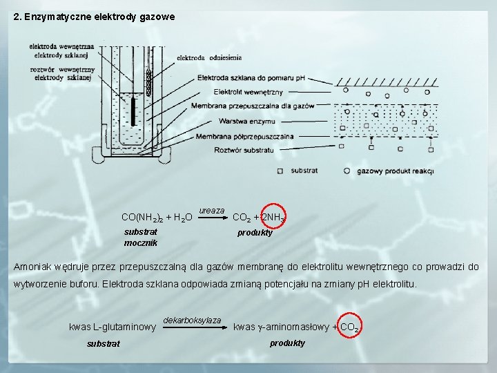 2. Enzymatyczne elektrody gazowe CO(NH 2)2 + H 2 O ureaza substrat mocznik CO