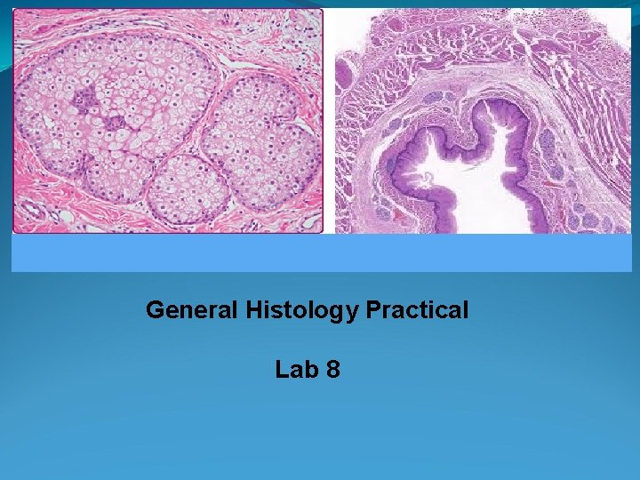 General Histology Practical Lab 8 