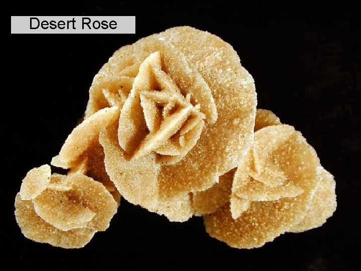 Desert Rose 