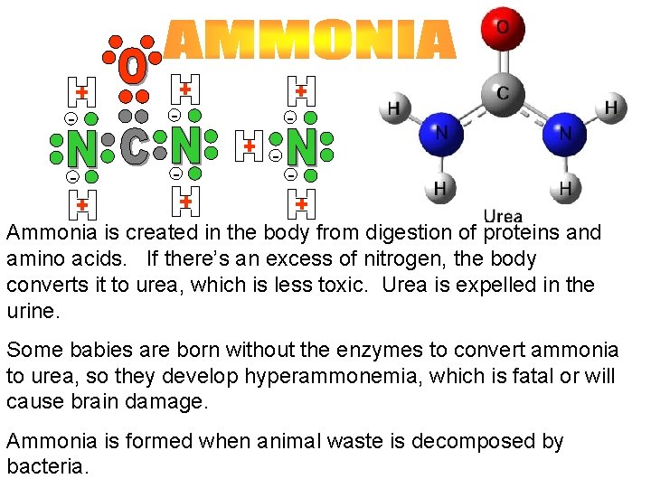 - - Ammonia is created in the body from digestion of proteins and amino