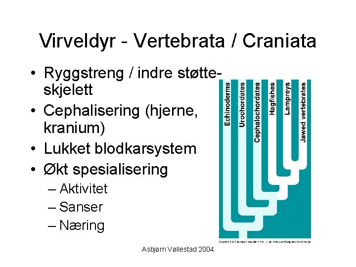Virveldyr - Vertebrata / Craniata • Ryggstreng / indre støtteskjelett • Cephalisering (hjerne, kranium)