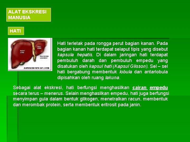 ALAT EKSKRESI MANUSIA HATI Hati terletak pada rongga perut bagian kanan. Pada bagian kanan