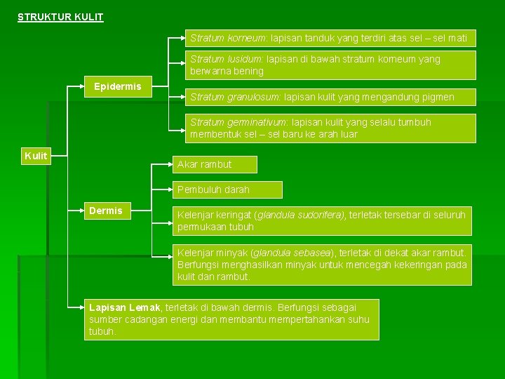 STRUKTUR KULIT Stratum korneum: lapisan tanduk yang terdiri atas sel – sel mati Stratum