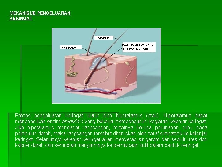 MEKANISME PENGELUARAN KERINGAT Proses pengeluaran keringat diatur oleh hipotalamus (otak). Hipotalamus dapat menghasilkan enzim