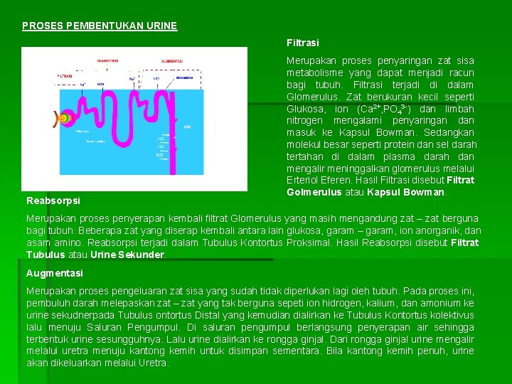 PROSES PEMBENTUKAN URINE Filtrasi Reabsorpsi Merupakan proses penyaringan zat sisa metabolisme yang dapat menjadi