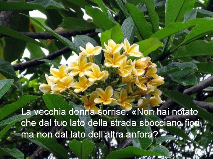 La vecchia donna sorrise. «Non hai notato che dal tuo lato della strada sbocciano