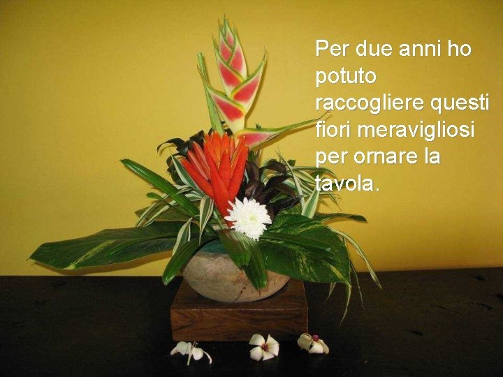 Per due anni ho potuto raccogliere questi fiori meravigliosi per ornare la tavola. 