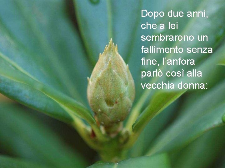 Dopo due anni, che a lei sembrarono un fallimento senza fine, l’anfora parlò così