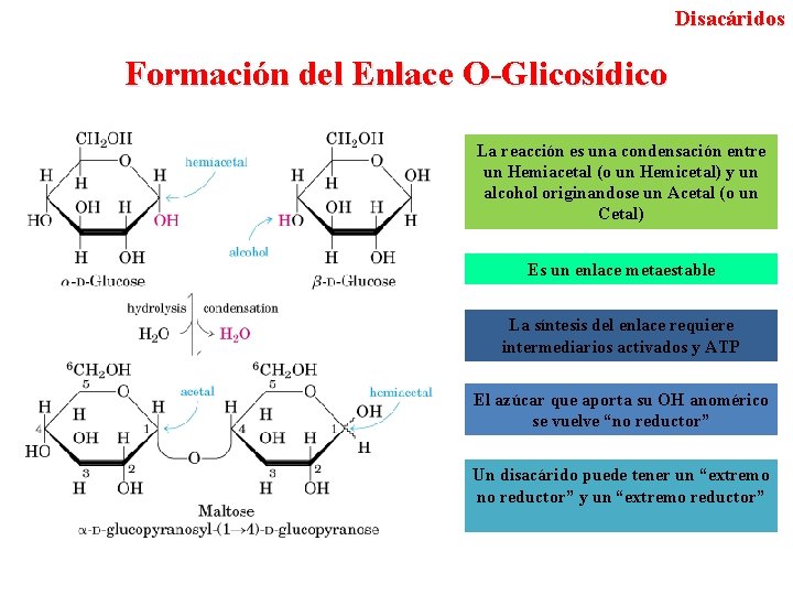 Disacáridos Formación del Enlace O-Glicosídico La reacción es una condensación entre un Hemiacetal (o