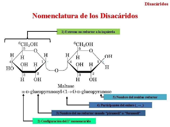 Disacáridos Nomenclatura de los Disacáridos 1) Extremo no reductor a la izquierda 5) Nombre