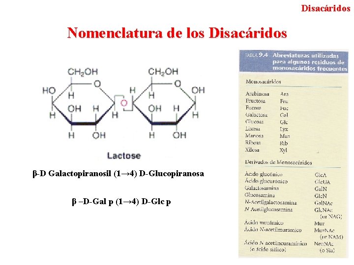 Disacáridos Nomenclatura de los Disacáridos β-D Galactopiranosil (1→ 4) D-Glucopiranosa β –D-Gal p (1→