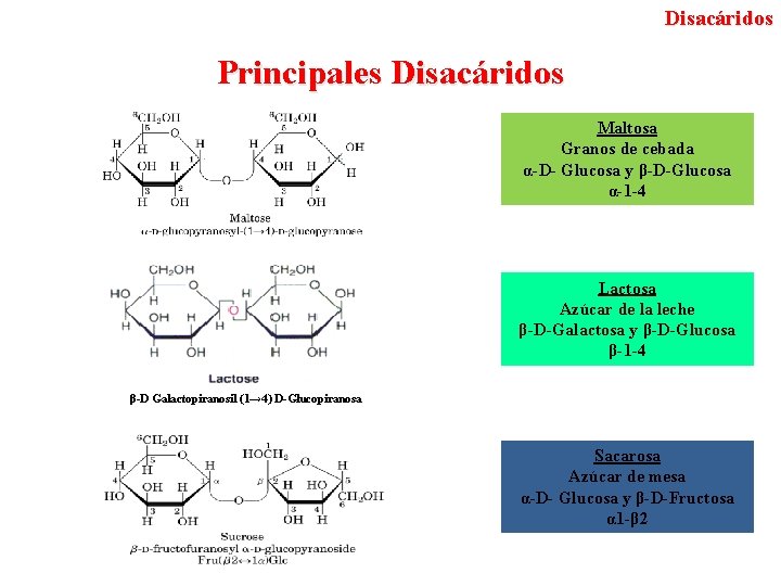 Disacáridos Principales Disacáridos Maltosa Granos de cebada α-D- Glucosa y β-D-Glucosa α-1 -4 Lactosa