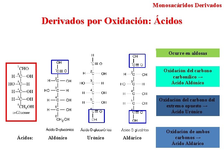 Monosacáridos Derivados por Oxidación: Ácidos Ocurre en aldosas Oxidación del carbono carbonílico → Ácido